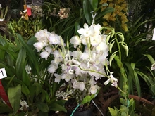 Las orquídeas embellecen a Cali