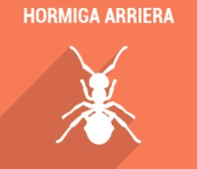 Hormiga Arriera