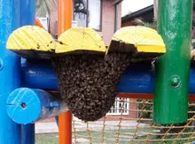 Abejas 03