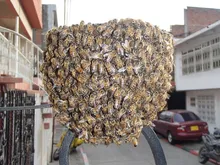 Abejas 03
