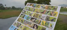 Avistamiento de aves 03