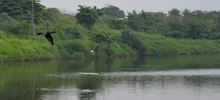 Avistamiento de aves 05