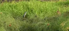 Avistamiento de aves 06