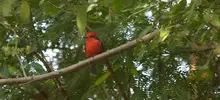 Avistamiento de aves 07