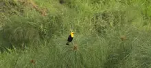 Avistamiento de aves 10
