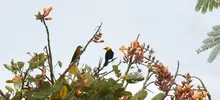 Avistamiento de aves 11