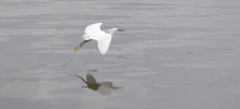Avistamiento de aves 12