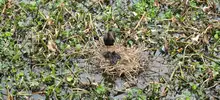 Avistamiento de aves 13