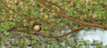 Avistamiento de aves 15