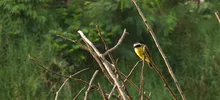 Avistamiento de aves 17