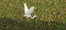 Avistamiento de aves 21