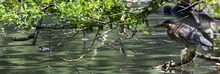 ecoparque garzas 3