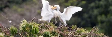 ecoparque garzas 5