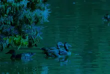 paralaje