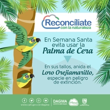 Dagma anuncia operativos de control al tráfico ilegal de Palma de Cera en Semana Santa