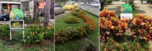 Robo de vallas en zonas verdes adoptadas tiene preocupada a la autoridad ambiental