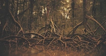 Una piangüera que destierra recuerdos y fantasmas en un manglar