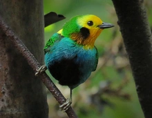 aves2