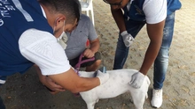 Jornada de registro para animales considerados potencialmente peligrosos en el Centro Comercial Río Cauca