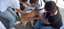 Jornada especial de Registro de Perros considerados potencialmente peligrosos, culminó con éxito. 