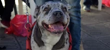 Jornada especial de Registro de Perros considerados potencialmente peligrosos, culminó con éxito. 