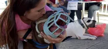 Jornada especial de Registro de Perros considerados potencialmente peligrosos, culminó con éxito. 