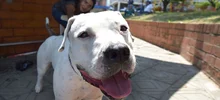 Jornada especial de Registro de Perros considerados potencialmente peligrosos, culminó con éxito. 