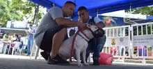 Jornada especial de Registro de Perros considerados potencialmente peligrosos, culminó con éxito. 