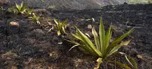 Incendio forestal Cristo Rey 01