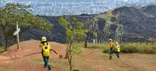 Incendio forestal Cristo Rey 04