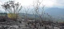 Incendio forestal Cristo Rey 08