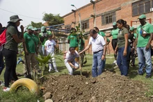 Un guayacán que despierta la vida en la comuna 14
