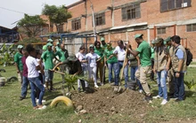 Un guayacán que despierta la vida en la comuna 14