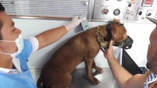 Centro de Zoonosis realizará jornada de registro para animales considerados potencialmente peligrosos en la comuna 6