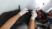 Centro de Zoonosis realizará jornada de registro para animales considerados potencialmente peligrosos en la comuna 6