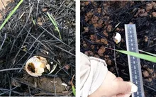 Huevos afectados por incendio forestal