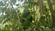 Dagma rehabilitó 60 animales silvestres que fueron liberados en la Costa Atlántica 