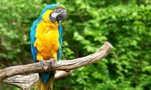 Dagma rehabilitó 60 animales silvestres que fueron liberados en la Costa Atlántica 