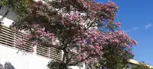 Estrategia Mi Cali Bonita está sembrando más de 3.600 árboles en la ciudad 