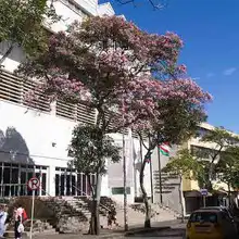 Estrategia Mi Cali Bonita está sembrando más de 3.600 árboles en la ciudad 