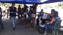 Alcaldía de Santiago de Cali realizará registro para animales considerados potencialmente peligrosos en la comuna 13