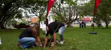 Siembra de 200 guayacanes 02
