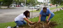 Siembra de 200 guayacanes 06