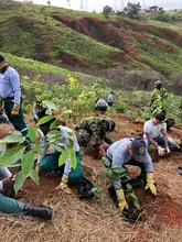 El Plan Ave Fénix se sigue fortaleciendo, este fin de semana 800 árboles fueron sembrados