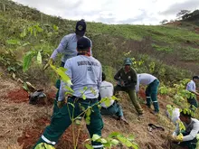 El Plan Ave Fénix se sigue fortaleciendo, este fin de semana 800 árboles fueron sembrados