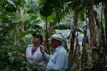 Umata entrega insumos en zona rural por más de 900 millones de pesos