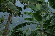 Umata entrega insumos en zona rural por más de 900 millones de pesos