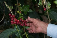 Umata entrega insumos en zona rural por más de 900 millones de pesos