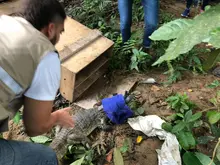 Autoridades ambientales trabajan conjuntamente en la liberación y reubicación de animales silvestres víctimas del tráfico ilega