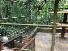 Autoridades ambientales trabajan conjuntamente en la liberación y reubicación de animales silvestres víctimas del tráfico ilegal